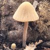 Conocybe tenera